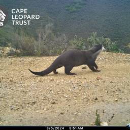 Cape clawless otter